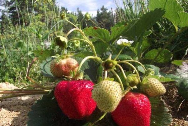  Erdbeerkardinal im Garten