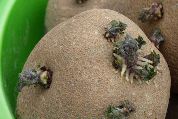  Batatas de kiwi com olhos brancos