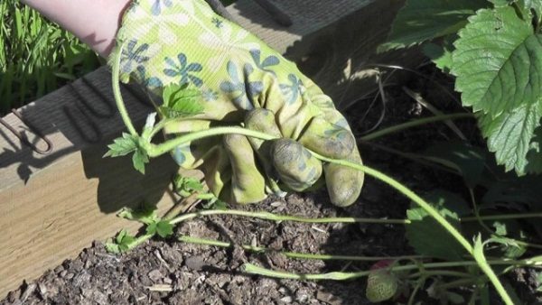  Bei der Fruchtbildung von Erdbeeren muss der Schnurrbart geschnitten werden