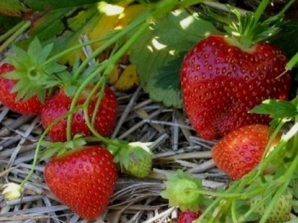  Strawberry Malvina ist sehr beliebt in der späten Sorte