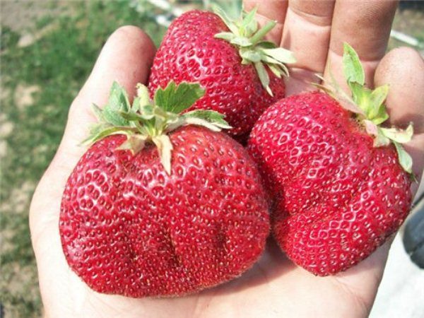  Vicod-Erdbeeren sind groß und haben eine kräftige rote Farbe.