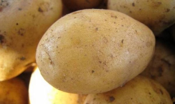  Ποικιλία Aurora ανθεκτική στον καρκίνο πατάτας, νηματώδης χρυσός πατάτας