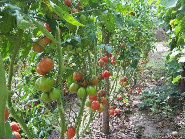  Tomato de Barao - pelbagai tomato tinggi, dibezakan oleh hasil yang tinggi dan rintangan penyakit