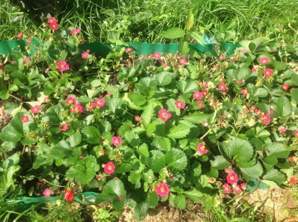  Strawberry Tuscany bildet einen Schnurrbart, der in den ersten Wochen leicht verwurzelt werden kann