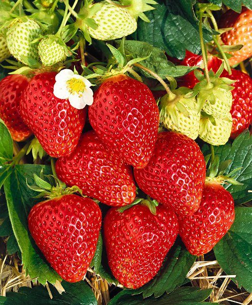  Beeren bis zu 20 Gramm wachsen