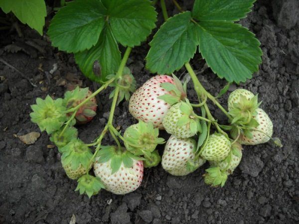  Suédois blanc de qualité fraise