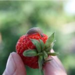  Am meisten schädigen Schnecken die Blätter der Erdbeere, die Beeren absorbieren vollständig