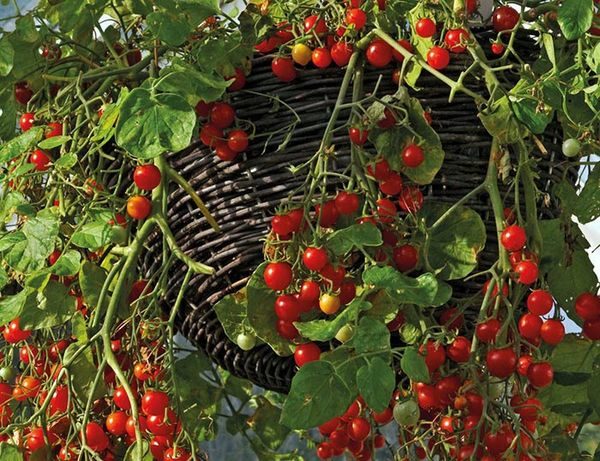  Pots de cerises