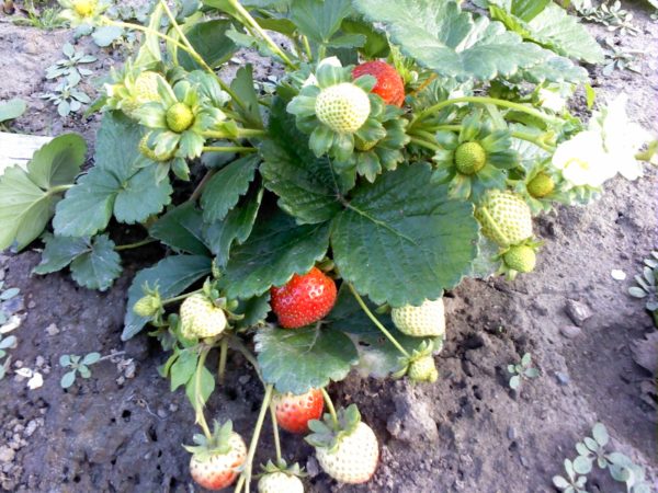  Strawberry Evie 2 dans le jardin