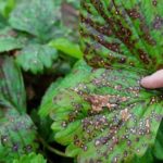  Maladie fongique des feuilles de fraise