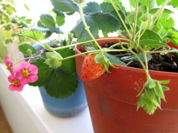  Les fraises locales doivent être légèrement rasées par le soleil brûlant.