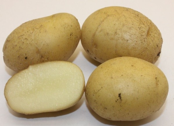 Potatoes Blue