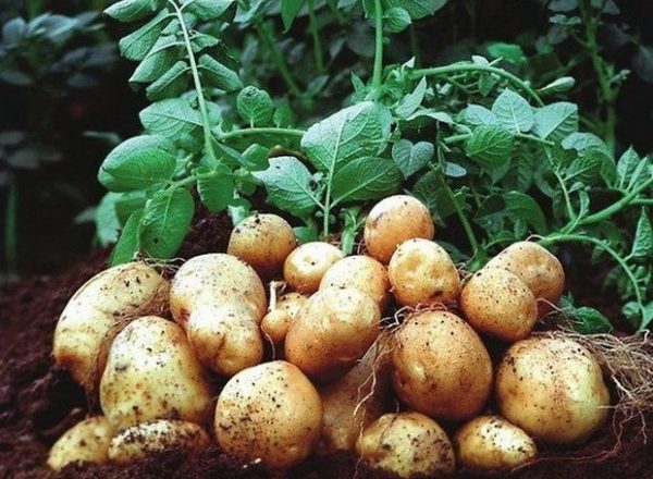  Batatas Colombo