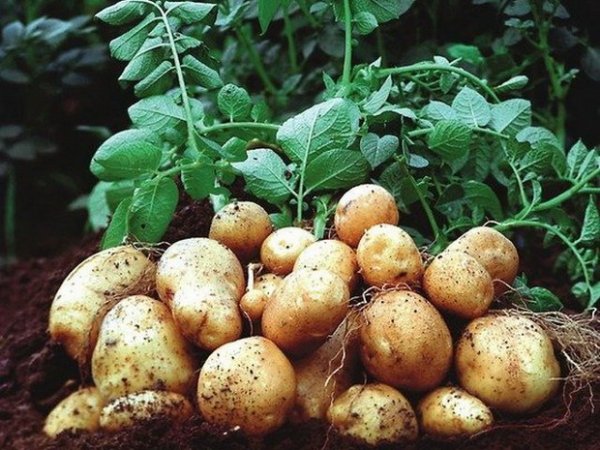  Коломбо картофи
