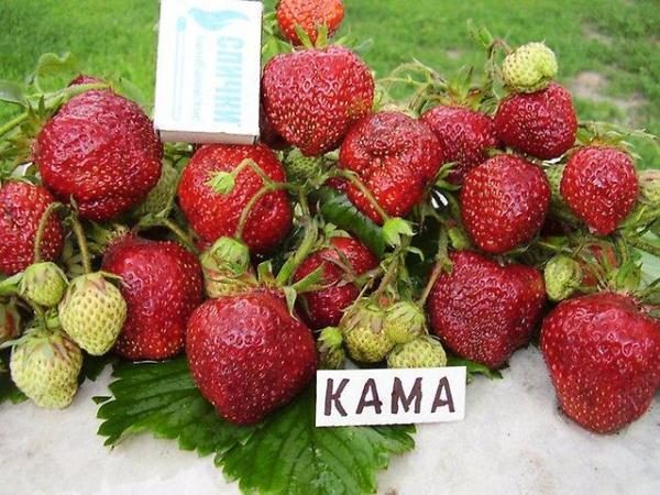  Strawberry Kama verträgt Hitze perfekt