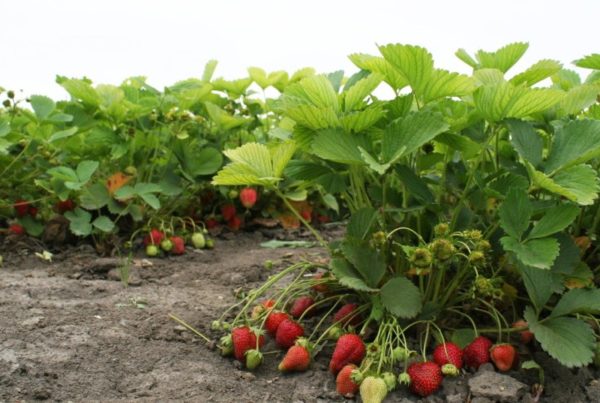  Fraises dans le jardin