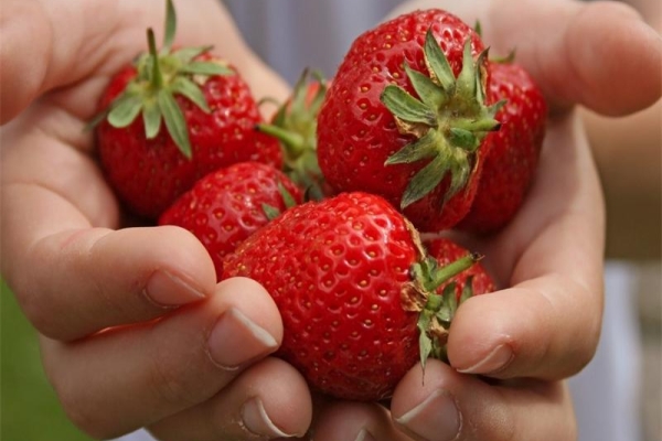  Avantages de la Symphony: fruits à haut rendement, à long terme, aptes au transport