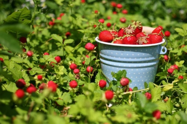  So erhalten Sie eine gute Ernte von Erdbeeren: Tipps und Tricks