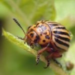  Colorado beetle