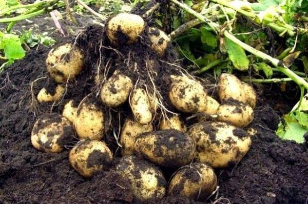  جذور البطاطس من إمبالا من بوش