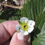  Erdbeeren werden am häufigsten von Rüsselkäfern angegriffen.