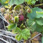  Erdbeermilbe ist sehr schädlich für Erdbeeren.