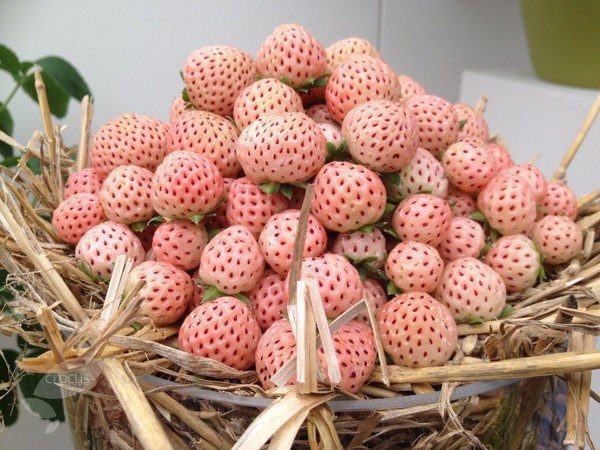  Pineberry-Erdbeere