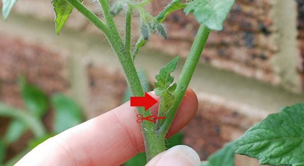  Vous pouvez faire un excellent engrais azoté à partir de plantes isolées d'un buisson de tomates