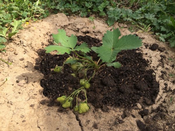  Erdbeeren mit Humus füttern