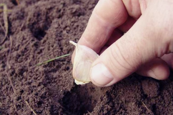  Avant la plantation, les dents sont inspectées, en bonne santé et fortes sont sélectionnées, les patients sont tamisés et avec deux sommets