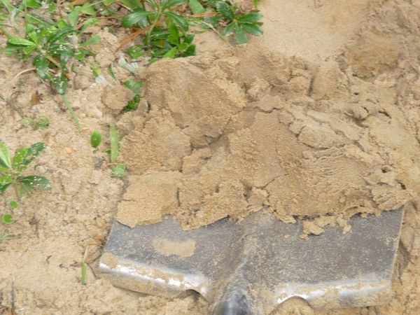  Sandy soil exempel
