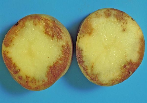  The manifestation of blight on potatoes