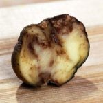  Рак на картофите