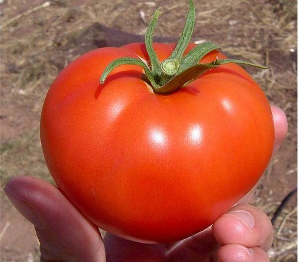  Variété précoce de tomate Volgograd 323