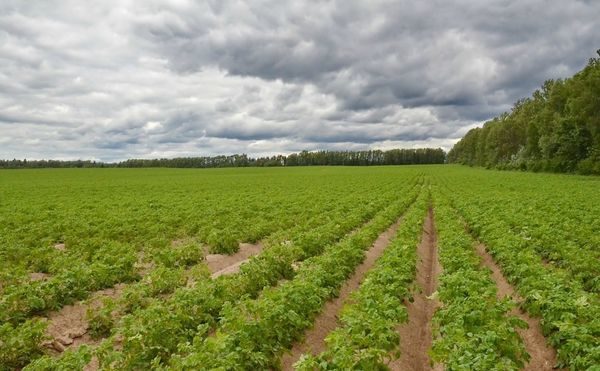 Even rows of planted potatoes