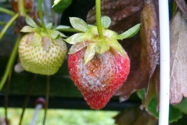  Schwarzfäule auf Erdbeeren