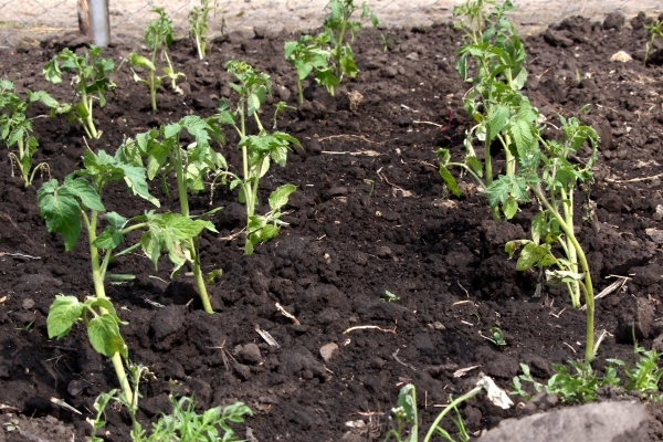  Les graines sont semées dans des conteneurs en mars et en mai, les semis sont plantés en pleine terre.