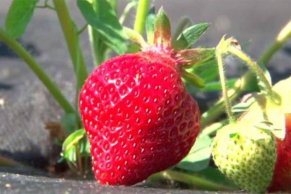  Früchte einmal pro Saison, Ende Mai, gibt ein Busch bis zu 400 Gramm Ernte ab.