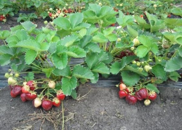  Erdbeeren im Garten