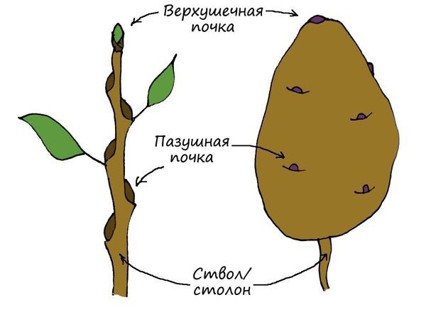  Структура на картофите