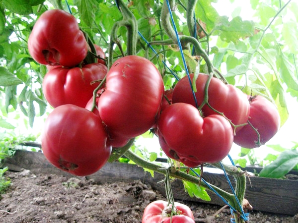  Tomate rose au miel