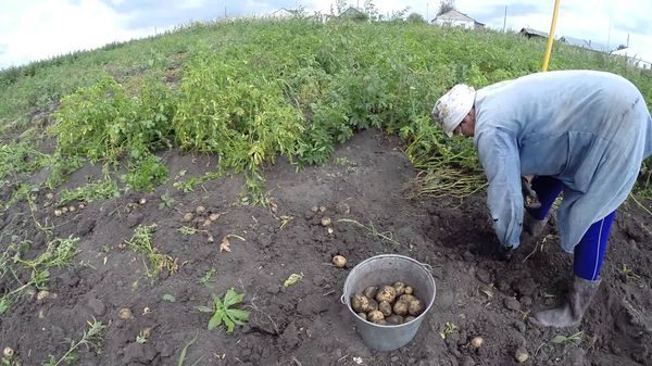  시베리아에서 수확