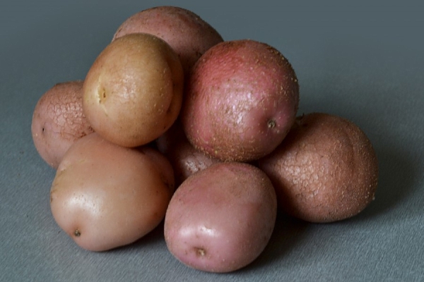  Romano potatis sorter: beskrivning och specifikationer, recensioner, plantering och vård, lagring