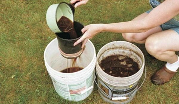  За да компенсирате липсата на азот в почвата, на която лукът расте, можете да напоявате с урея или разтвор на суспензия