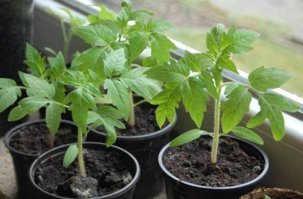  Tomates Volgograd a planté des plants, qui sont plus de 60 jours