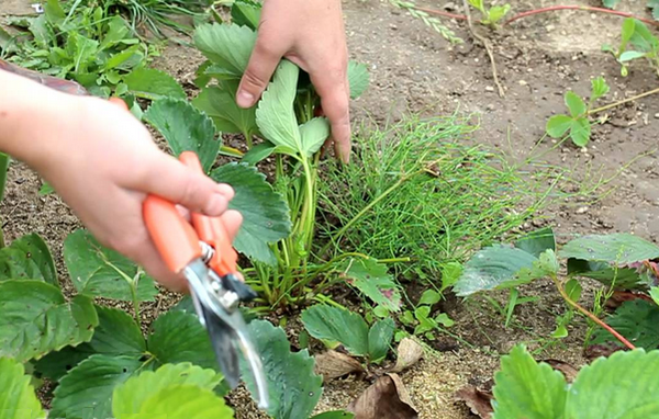  Il est recommandé de couper régulièrement la moustache à la fraise