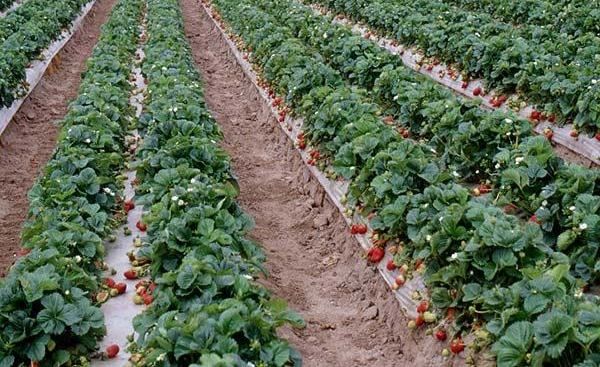  Les lits de fraises doivent être déplacés tous les 5 ans.