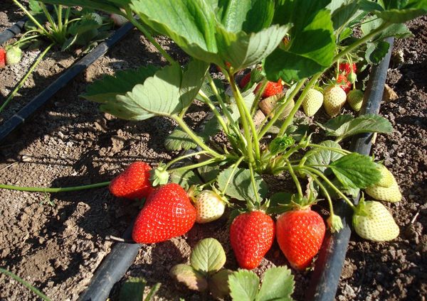  Alba-Beeren haben einen süßen, leicht säuerlichen Geschmack.