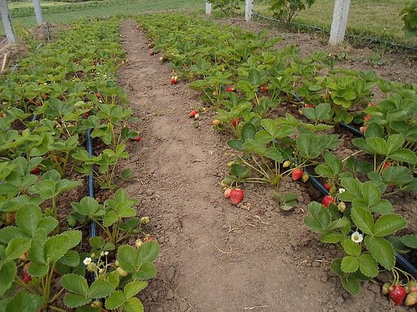  Albu cultivé dans des zones bien éclairées