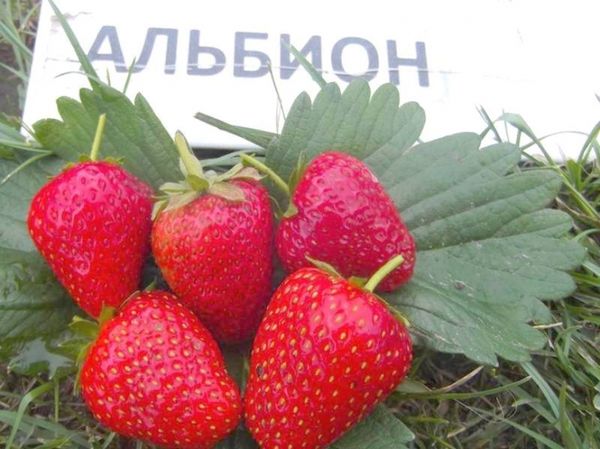  Verschiedene Erdbeeren Albion hat große Früchte mit einem Gewicht von etwa 50 g